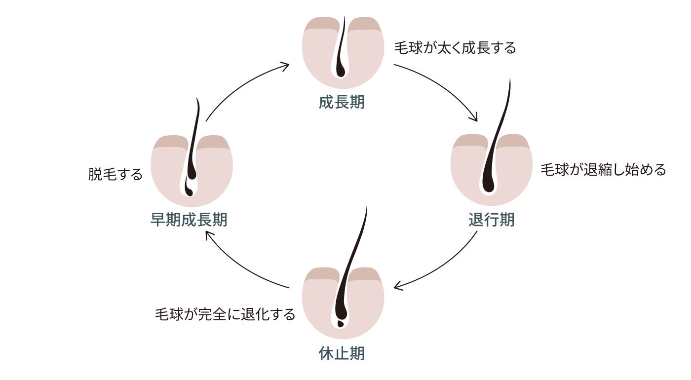 ハイブロソームの説明図