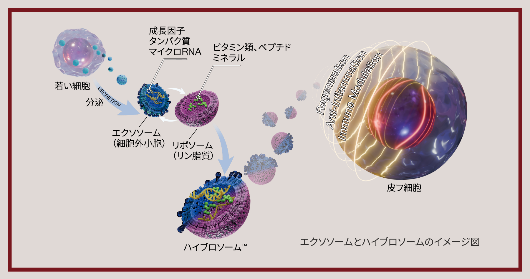 ハイブロソームの説明図